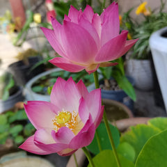 30+ Pcs Bonsai Bowl Lotus Seeds, Water Lily Flower Plant Seed Flowering Aquatic Fresh Garden Seeds for Pond Home Planting Ornamental(Mixed Color)