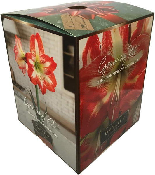 Amaryllis Minerva Holiday Gift Growing Kit. Includes: Big Minerva Bulb, Plastic Pot and Saucer, and Professional Growing Medium Bulb Size:24-28cm