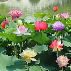 10 Pcs Mixed Color Bonsai Bowl Lotus Seeds - Exotic Water Lily Flower Plant Seeds for Ornamental Pond and Home Planting