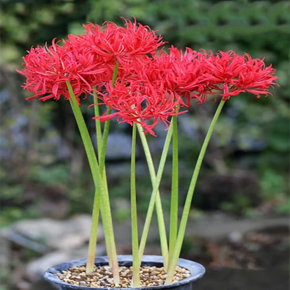 red spider lily growing conditions Red Lycoris Spider Lily Bulbs Radiata Hurricane Cluster Amayllis Growing Bonsai Roots Rhizomes Corms Tubers Potted Planting Reblooming Fragrant Garden Species Blooms Flower Seeds Plant Gardening