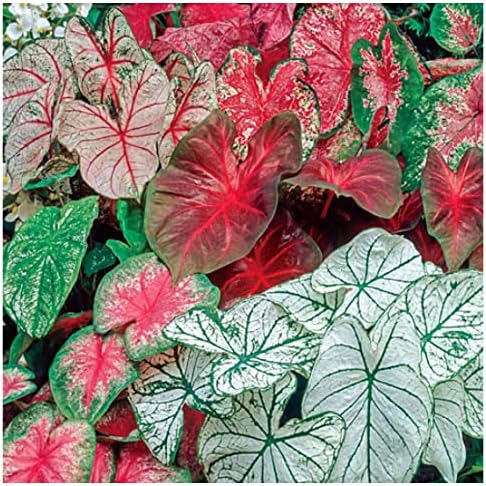 5 Caladium Mixed Colors Caladium Bulbs - Bare Root - Zone 9-11 Size 3cm+