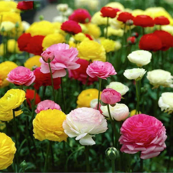 20 Pack Ranunculus Mixed Color Bulbs Buttercup Bulbs Perennial Flower Bulbs for Planting in Gardens,  ranunculus bulbs