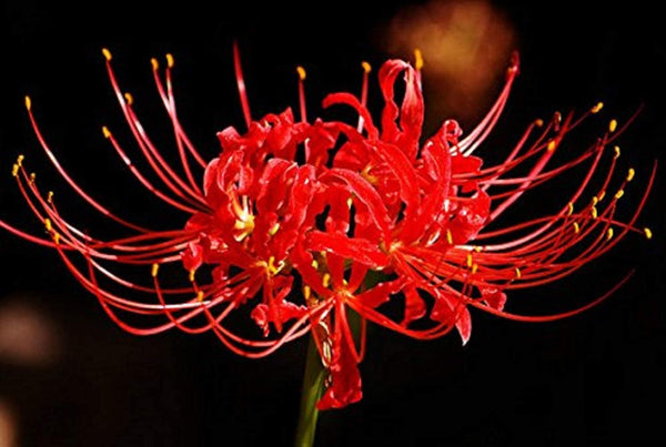Red Spider Lily Bulbs Lycoris Radiata Hurricane Cluster Amayllis Growing Bonsai Roots Rhizomes Corms Tubers Potted Planting Reblooming Fragrant Garden Species Blooms Flower Seeds Plant Gardening