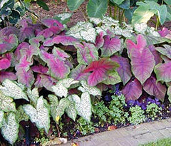 Dwarf Candidum Jr. - White Caladium - One Top Size Roots - Compact Heart-Shaped White Foliage - Hardy in Zones 9-11 - Ideal for Gardens and Containers