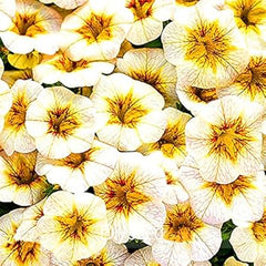White Yellow Calibrachoa Seeds for Planting – Organic, Heirloom, Non-GMO