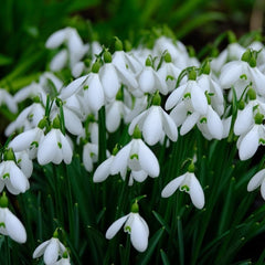 Snowdrops Bulbs - White Flowers, Perennial Snowdrops Galanthus Ikariae | Early Spring Blooms - Easy to Grow Size over 14cm+