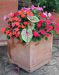 Fannie Munson Caladium - 3 Top Size Bulbs - Stunning Pink and Green Foliage - Hardy in Zones 9-11 - Giant Caladium for Gardens and Pots - Versatile Caladium Plants