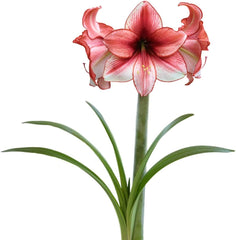 Amaryllis 'Temptation' Plant Bulb (1 Pack 24/26cm) - Red and White Flowering Blooms for Holiday Indoor & Outdoor Gardens