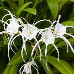 Live Giant Lycoris Spider Lilies Bulbs Radiata Hurricane Lily Cluster Amayllis Growing Bonsai Roots Rhizomes Corms Tubers Potted Planting Reblooming Fragrant Garden Species Blooms Flower Seeds Plant Gardening