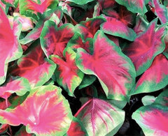 Buck Caladium - One Top Size Bulb - Stunning Green and White Foliage - Hardy in Zones 9-11 - Giant Caladium for Gardens and Pots - Vibrant Caladium Plants