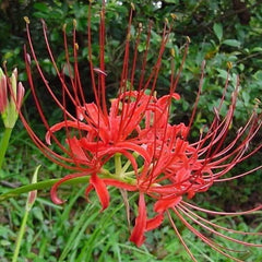 Red Lycoris Spider Lily Bulbs Radiata Hurricane Cluster Amayllis Growing Bonsai Roots Rhizomes Corms Tubers Potted Planting Reblooming Fragrant Garden Species Blooms Flower Seeds Plant Gardening