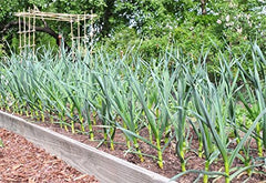 Chesnok Red Garlic, 2 Nice Bulbs. Great for Fall Planting! Non GMO - Seedsplant