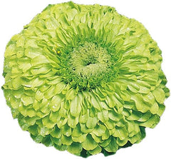 Cut & Come Again Zinnia Seeds 175 seeds