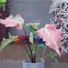 3 Pink Symphony Caladium Bulbs - Fancy Leaf Caladium - 3 Caladium Roots