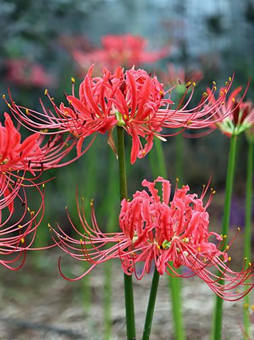 Red Lycoris Spider Lily Bulbs Radiata Hurricane Cluster Amayllis ...