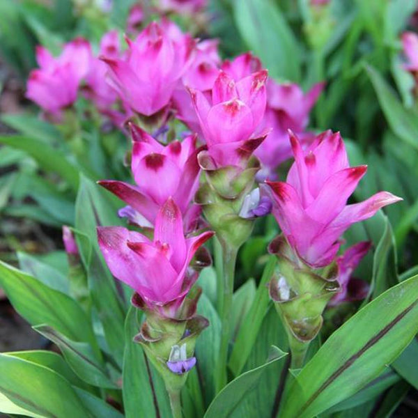 1pcs Red Zingiber Bulbs Ornamental Ginger Lotus Bulbs Ginger Perennial Flowering Plant for Garden Landscaping Pot Planting Curcuma alismatifolia Gagnep