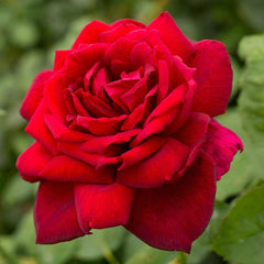 Heirloom Roses Rose Plant - Oklahoma Red Rose Bush, Hybrid Tea Live Plant for Planting Outdoors