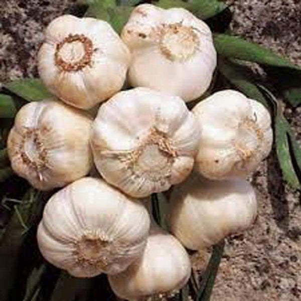 GARLIC BULB (6 Ounces), FRESH CALIFORNIA SOFTNECK GARLIC BULB FOR PLANTING, EATING AND GROWING YOUR OWN GARLIC, COUNTRY CREEK BRAND