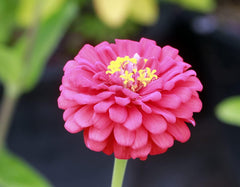 500+ Mix Colors Zinnia Seeds for Planting Outdoors Heirloom Non-GMO 90% High Germination Rate Open Pollinated Zinnia elegans Seeds