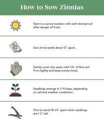 Cut & Come Again Zinnia Seeds 175 seeds