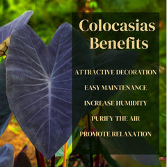 Elephant Ear Plants | Black Magic | (4-Pack) Easy-to-Grow Live Colocasia Plants, Perfect for Indoor/Outdoor Gardens, 3-8 inches Height - Seedsplant