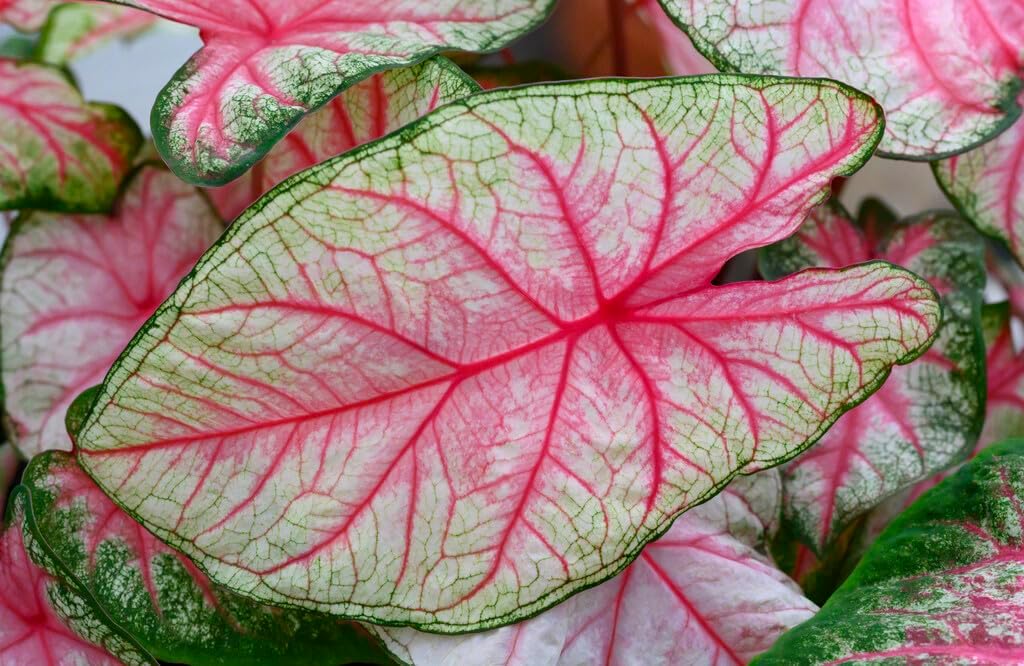 5 White Queen Caladium Bulbs for Planting - Perennial Hosta, Elephant Ears, Fancy 5 Bulbs