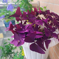 20PCS Purple Shamrocks Bulbs Good Luck Plant Purple Oxalis Bulbs for Planting Grows Indoor or Outdoor Oxalis Triangularis Bulbs