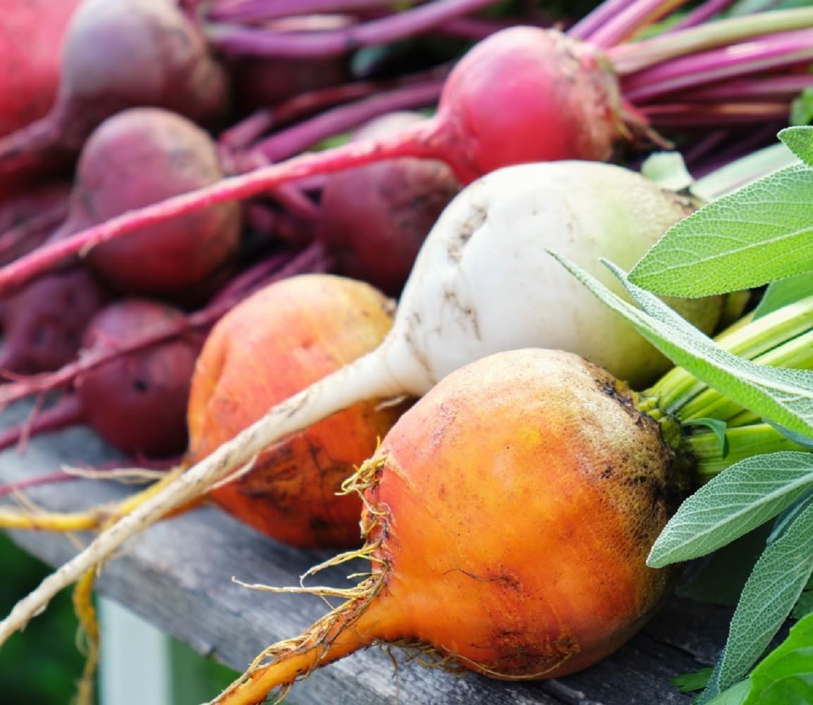 Rainbow Beet Seeds for Planting - Plant & Grow Heirloom Rainbow Beets in Home Outdoor Garden – Planting Instructions for Abundant Harvests – Great Gardening Gift, 1 Packet