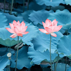 35+ Bonsai Lotus Flower Seeds for Home Planting Ornamental, Mixed Pink & Red Flower, Aquatic Plant for Courtyard, Hotel, Goldfish Pond, Water Lily Seeds