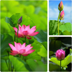 60PCS Open Mouth Bonsai Lotus Seeds Water Lily Flower Non-GMO Heirloom Garden Home for Planting (Purple)