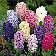 Mixed Color Hyacinth Bulbs - 6 Bulbs - Fragrant hyacinth bulbs