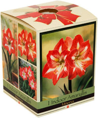 Amaryllis Kit: Minerva + Plastic Pot/Soil/Bulb - Large Bulb 26/28 cm -Netherland