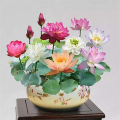 10pcs Pre-Sprouted Mixed Color Bonsai Bowl Lotus - Ready to Plant, Ideal for Indoor & Outdoor Aquatic Gardens, Easy Growth, Minimal Care Required Planting Guide Included