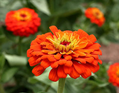 500+ Mix Colors Zinnia Seeds for Planting Outdoors Heirloom Non-GMO 90% High Germination Rate Open Pollinated Zinnia elegans Seeds