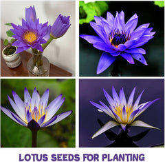 35+ Bonsai Lotus Flower Seeds for Home Planting Ornamental, Mixed Pink & Red Flower, Aquatic Plant for Courtyard, Hotel, Goldfish Pond, Water Lily Seeds