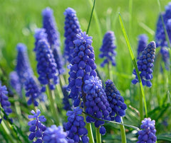 50 Grape Hyacinth - Muscari Armeniacum - Large Bulbs  Spring Bloom