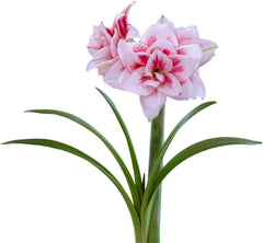 Amaryllis 'Double Record' Plant Bulb (1 Pack 24/26cm) - Large Red & White Double Flowering Blooms for Holiday Indoors & Outdoor Gardens