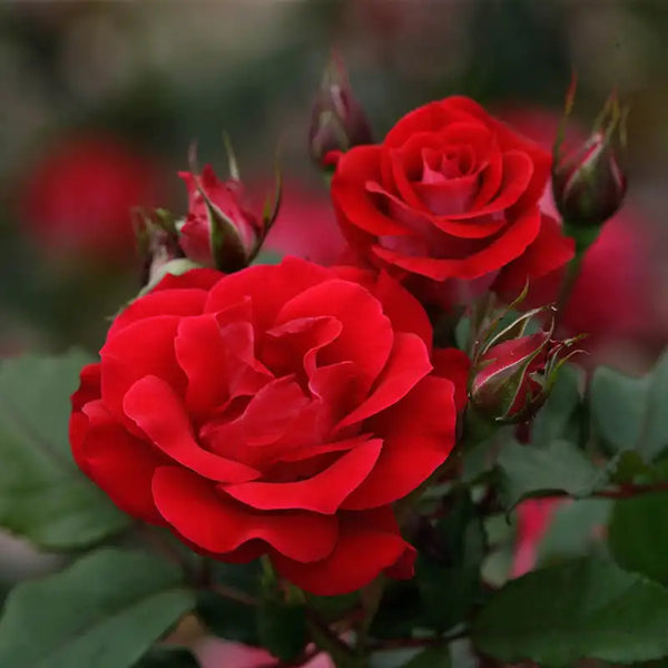 Take It Easy Rose