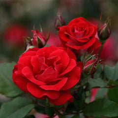 Take It Easy Rose