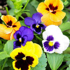 Pansy, Swiss Giants Mixed Colors Seeds, 300mg