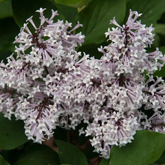 Miss Kim Lilac Bundle