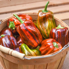 Candy Cane Chocolate Cherry Hybrid Sweet Pepper