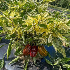 Candy Cane Chocolate Cherry Hybrid Sweet Pepper