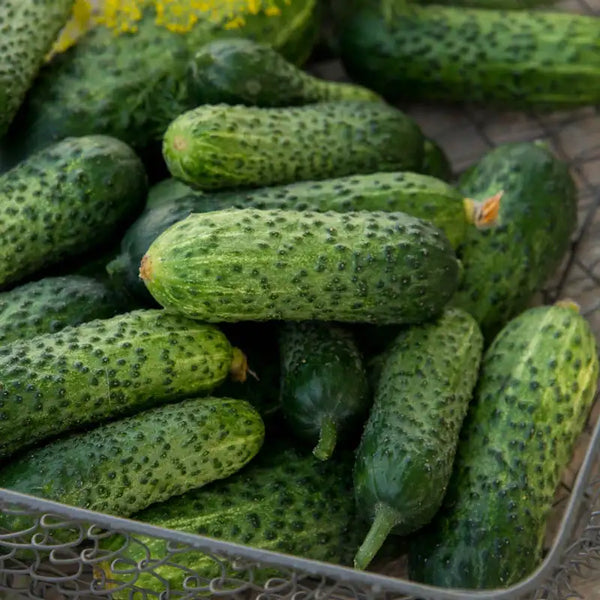 Gherking Pickler Hybrid Cucumber Seed