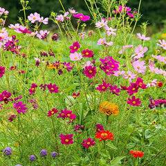 Monarch Butterfly Garden Seed Mixture