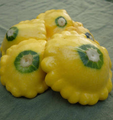Sunburst F1 Summer Squash 10 Seeds - Seedsplant