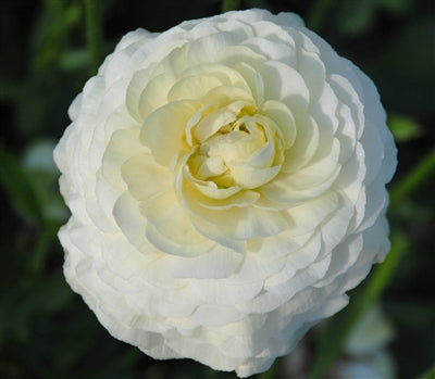 White  Ranunculus Corms Bulbs Persian Buttercup Growing Bonsai Roots Rhizomes Tubers Potted Planting Reblooming Fragrant Garden Species Blooms Flower Seeds Plant Gardening