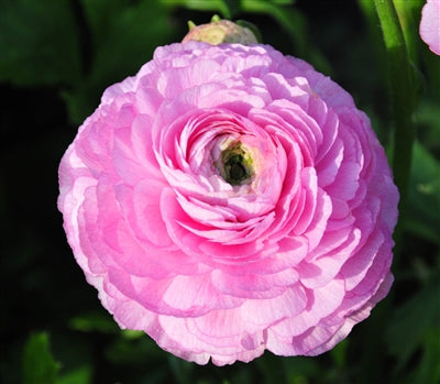 Ranunculus Pink Corms Bulbs Growing Bonsai Roots Rhizomes Tubers Potted Planting Reblooming Fragrant Garden Species Blooms Flower Seeds Plant Gardening