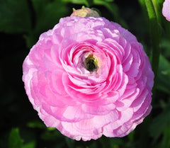 Ranunculus Pink Corms Bulbs Growing Bonsai Roots Rhizomes Tubers Potted Planting Reblooming Fragrant Garden Species Blooms Flower Seeds Plant Gardening