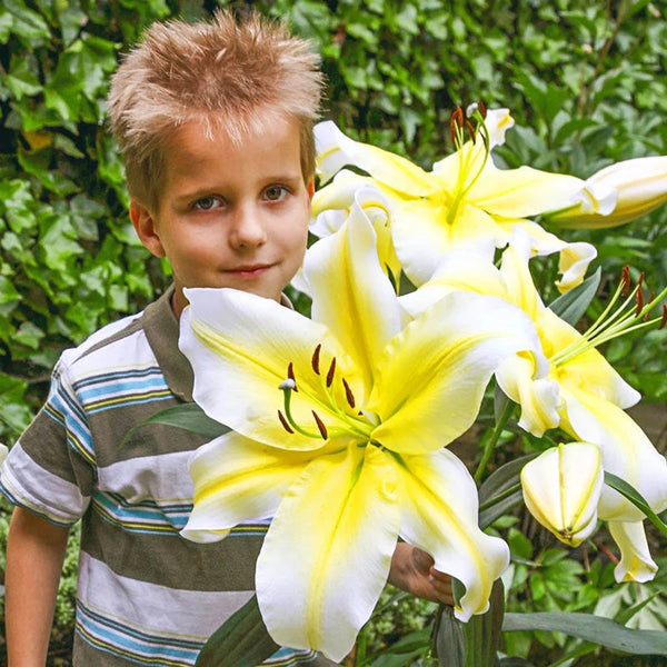 Conca d'Or Lily Tree